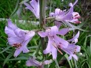 Notholirion thompsonianum